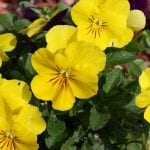 yellow-pansies