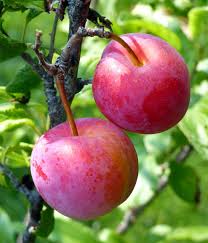 plum
